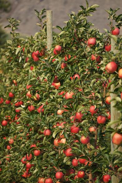 Close up of grafted apple trees full of ripe, red fruit in an orchard near Cawston, BC.