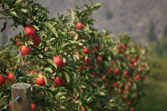 Close up of grafted apple trees full of ripe, red fruit in an orchard near Cawston, BC.