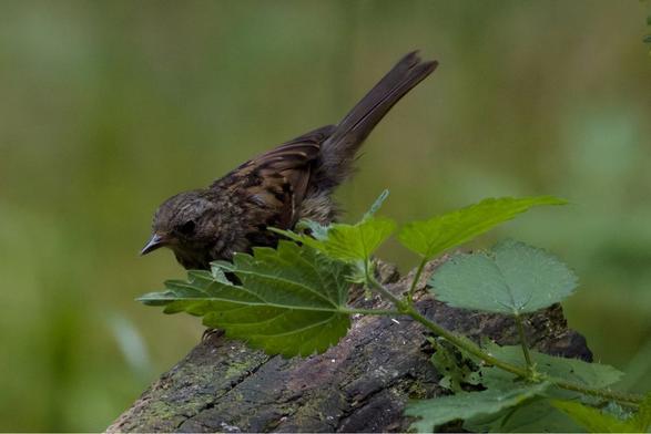 A dark, streaky Song Sparrow perches on a log among green nettle-like leaves in a soft-focus forest setting. lukehaigh.co.uk #Birds #lukehaigh #birdphotography #wildlifephotography #naturephotography #CanonR5ii