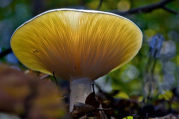 Ein gelber Pilz mit markanten Lamellen ist von unten fotografiert; der Stiel erscheint weißlich und im Hintergrund sind unscharfe, grünliche Lichtpunkte von Laub erkennbar.