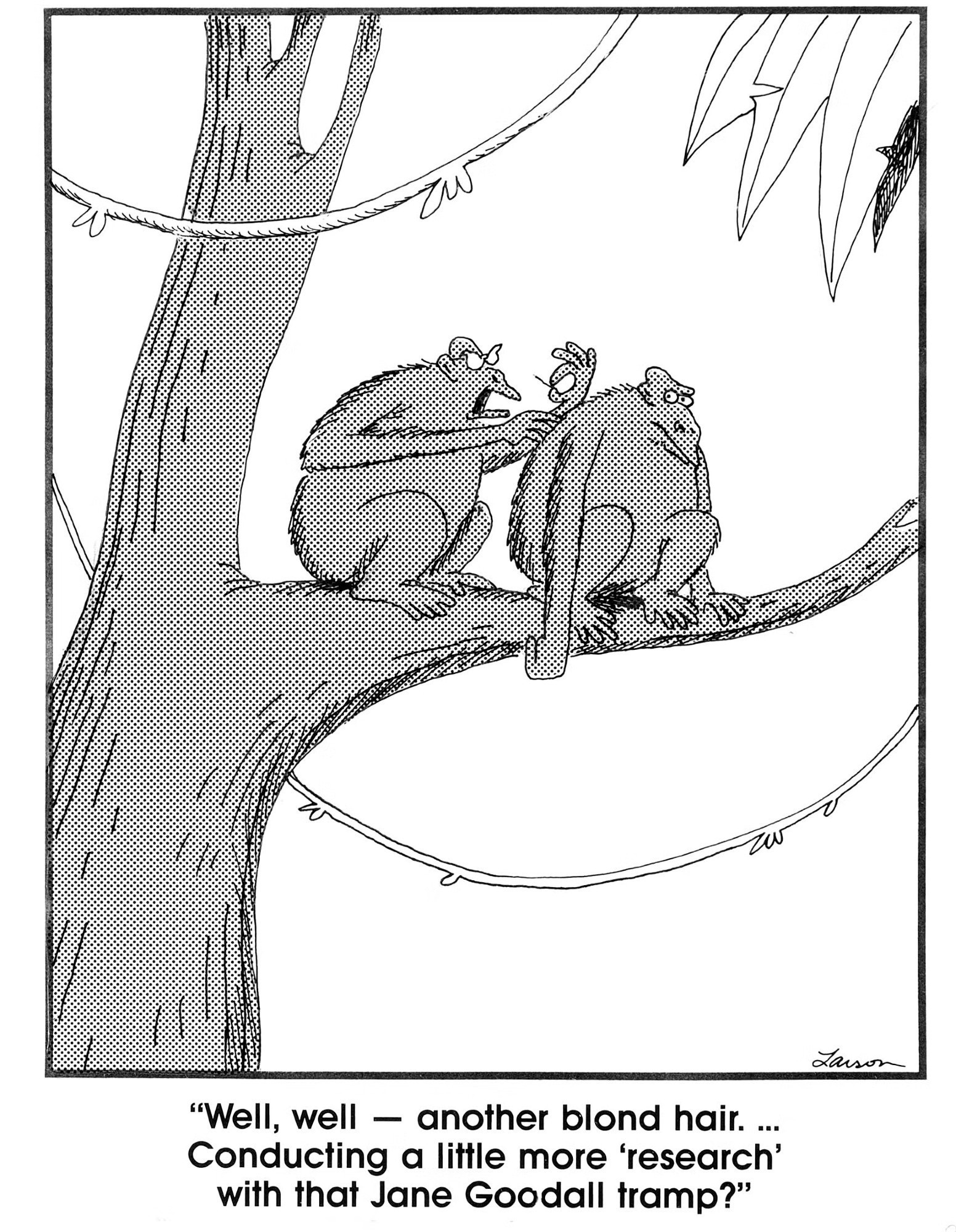 A chimp couple are sitting in a tree. The female is grooming the male and finds a hair on his back. She says: "Well, well — another blonde hair... Conducting a little more “research” with that Jane Goodall tramp?”