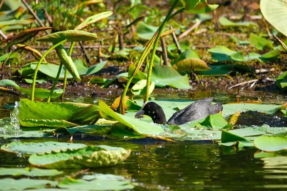 Une foulque macroule (sorte de grosse poule d'eau noire avec un bec et une plaque frontale blancs et les yeux rouges) qui vient de plonger sur une feuille de nénuphar. Elle est de profil tournée vers la gauche et on voit des éclaboussures d'eau sous son œil. la forme de son bec donne l'impression qu'elle sourit d'un air narquois. L'eau est miroitante avec des reflets jaunes et vert profond, et de nombreuses feuilles de nénuphar flottent au premier plan. Derrière, un peu floue, on voit la rive boueuse avec des nénuphars et des lentilles d'eau. L'ambiance est lumineuse avec des couleurs vives et contrastées.