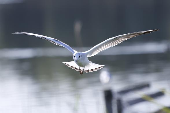A stunning photograph captures a white seagull in full flight, wings spread wide, gliding low over calm water with a soft, blurred background. Please visit http://www.lukehaigh.co.uk. #Birds #lukehaigh #birdphotography #wildlifephotography #naturephotography #CanonR5ii