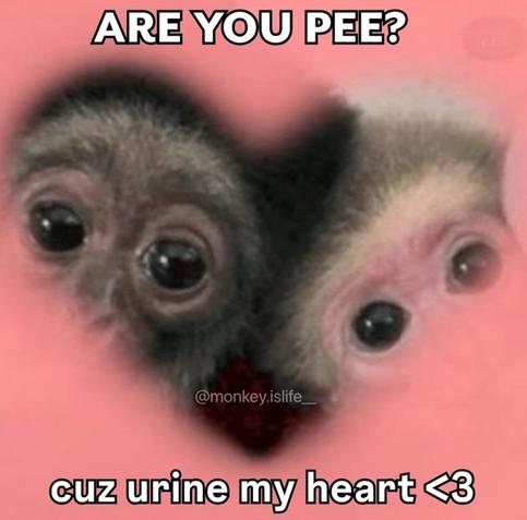Meme with two baby monkeys peeking through a pink heart shape. Text says: “ARE YOU PEE? cuz urine my heart <3.” Joke plays on a word pun with “urine” and love, mixing cuteness with bathroom humor.