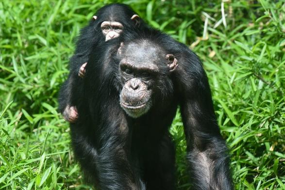 Description Provided by @marylandzoo: 
Chimpanzees outdoors