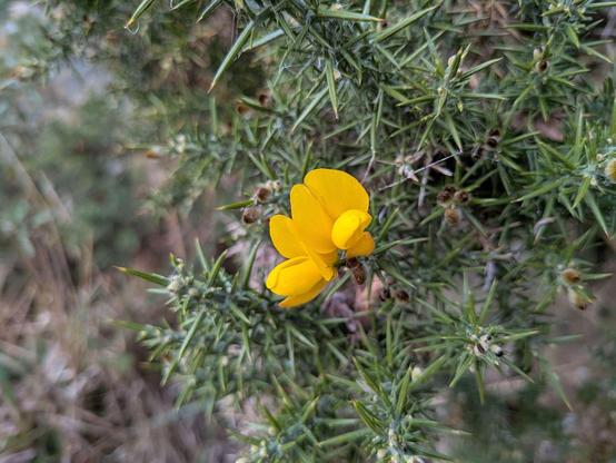 Yellow flower of gorse.