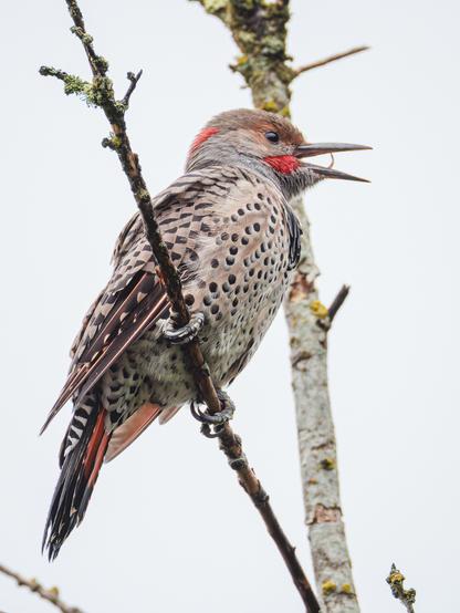 A photo of a male northern flicker (Colaptes auratus), a sleek taupe-colored woodpecker with a gray face and a long beak, red cheek patches, a red spot on the back of its head, a large black bar across its chest, black barring across its back and wings, and black polka dots all over its belly. It is perched on a thin bare tree branch facing to the right of frame with its beak open mid-yawn and it's long, thin tongue visible curling upward. In the background a pale, cloudy gray sky is overexposed.