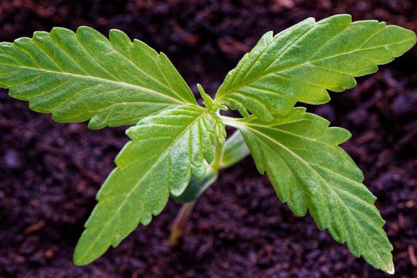 Junge Cannabis-Pflanze mit vier Blättern