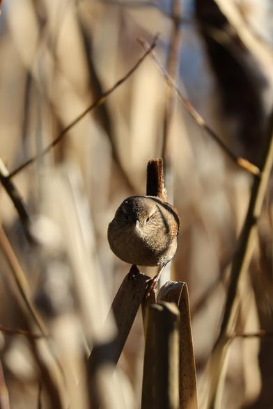 A photo of a Eurasian wren perching on a reed and looking at the camera on a sunny day in October 2024.