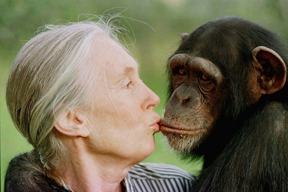 Picture of Jane Goodall giving a kiss to a chimpanzee