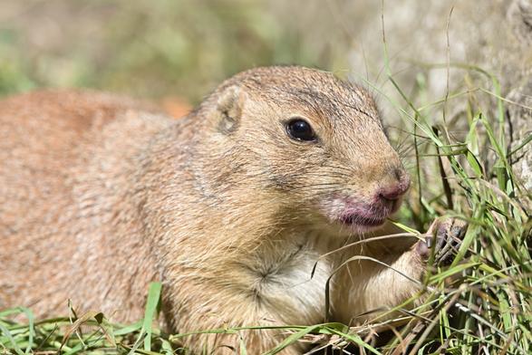 Ein Präriehund liegt im Gras und knabbert an einem Grashalm