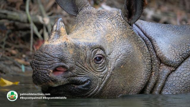 The Javan #Rhino is the world's most endangered of the 5 #rhinoceros 🦏🩶 Only a few dozen are left 😟🧐 Threats include #poaching #palmoil expansion and #deforestation. Support them when you #BoycottPalmOil 🌴☠️🩸🙊⛔️ #Boycott4Wildlife @palmoildetect.bsky.social  https://palmoildetectives.com/2021/01/24/javan-rhinoceros-rhinoceros-sondaicus/?utm_source=mastodon&utm_medium=Palm+Oil+Detectives&utm_campaign=publer