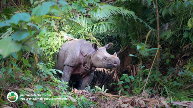 The Javan #Rhino is the world's most endangered of the 5 #rhinoceros 🦏🩶 Only a few dozen are left 😟🧐 Threats include #poaching #palmoil expansion and #deforestation. Support them when you #BoycottPalmOil 🌴☠️🩸🙊⛔️ #Boycott4Wildlife @palmoildetect.bsky.social  https://palmoildetectives.com/2021/01/24/javan-rhinoceros-rhinoceros-sondaicus/?utm_source=mastodon&utm_medium=Palm+Oil+Detectives&utm_campaign=publer