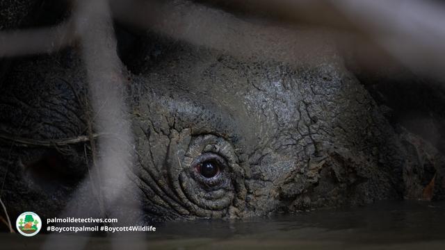 The Javan #Rhino is the world's most endangered of the 5 #rhinoceros 🦏🩶 Only a few dozen are left 😟🧐 Threats include #poaching #palmoil expansion and #deforestation. Support them when you #BoycottPalmOil 🌴☠️🩸🙊⛔️ #Boycott4Wildlife @palmoildetect.bsky.social  https://palmoildetectives.com/2021/01/24/javan-rhinoceros-rhinoceros-sondaicus/?utm_source=mastodon&utm_medium=Palm+Oil+Detectives&utm_campaign=publer