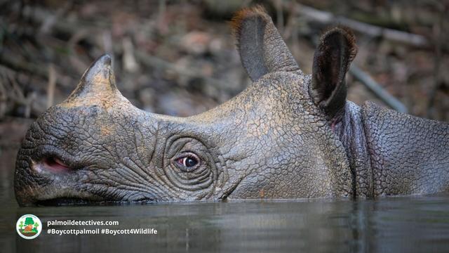 The Javan #Rhino is the world's most endangered of the 5 #rhinoceros 🦏🩶 Only a few dozen are left 😟🧐 Threats include #poaching #palmoil expansion and #deforestation. Support them when you #BoycottPalmOil 🌴☠️🩸🙊⛔️ #Boycott4Wildlife @palmoildetect.bsky.social  https://palmoildetectives.com/2021/01/24/javan-rhinoceros-rhinoceros-sondaicus/?utm_source=mastodon&utm_medium=Palm+Oil+Detectives&utm_campaign=publer
