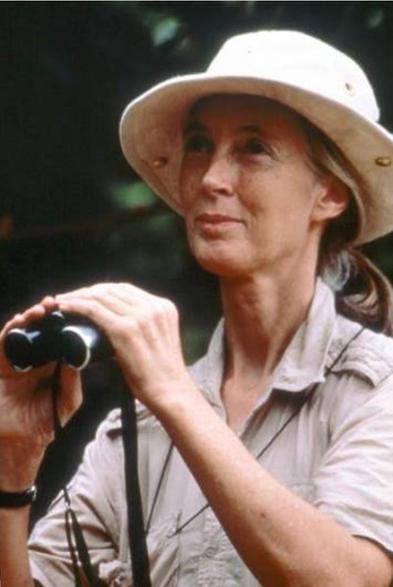 A photo of Jane Goodall in middle age.
