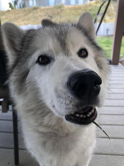 Face of gray-white Siberian husky smiling with a blade of green grass under her chin