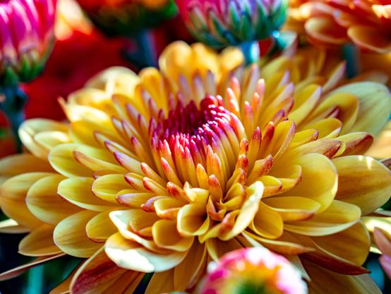 An up close image of a flower with mostly tight yellow petals. A the center some petals have not unfolded and are much tighter and color is red pink