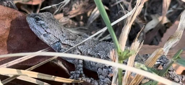 Photo of Sceloporus consobrinus (Prairie Lizard) by zachary_long. Attribution: (c) Zachary Long, some rights reserved (CC BY).