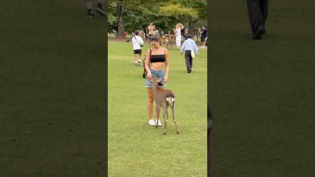 外国人が感動！奈良公園の鹿の可愛い瞬間🦌✨