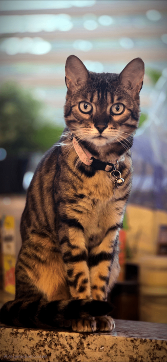 Bengal cat glares at the camera elegantly
