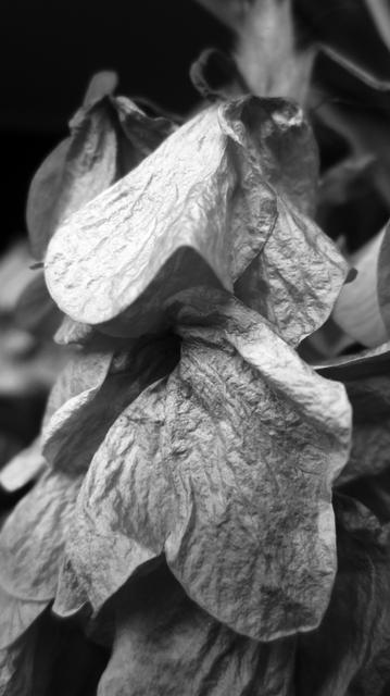 Fotografía en blanco y negro de una flor marchita