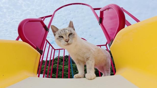 シャム猫ちゃんにすべり台の遊び方を教えてみたら…