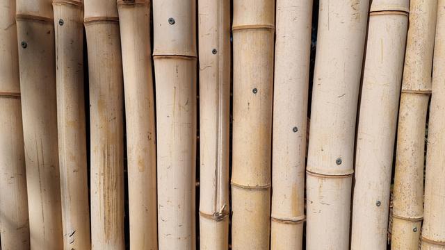 Un assemblage de roseaux