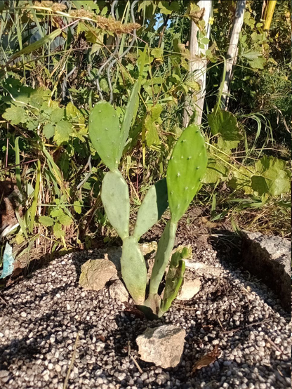 Die Kaktusfeige hat bereits zwei Winter aufm Balkon überstanden. Sie stammt aus dem Baumarkt, hatte damals schon zwei Früchte dran, von denen inzwischen die ersten Samen aufgegangen sind. Die Urpflanze von damals ist eingegangen, ein Ohr hatte ich aber retten können und hab es neu eingepflanzt und - es hat prächtig ausgetrieben. Hier steht sie im Kiesbett, ein paar grobe Steine liegen wie zufällig darum, dahinter wuchert der Wein. Drei "Stämme" ragen aus dem Kies empor, aber nurauf einem hat sich eine Folge von drei Etagen-Ohren ausgebildet. Essbar sollen alle Teile der Opuntie sein, ausprobiert habe ich s noch nicht. Wenn es so weit ist, werde ich über das Ohr in der Pfanne gern berichten.