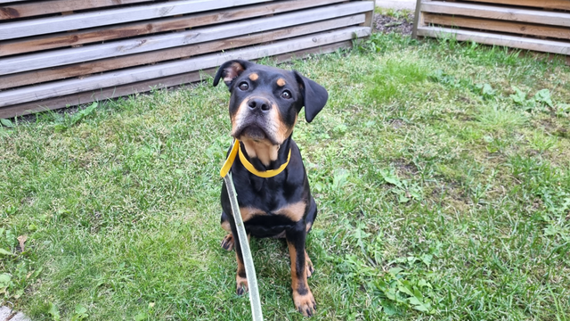 Black and tan rottweiler, french bulldog, and poodle mix