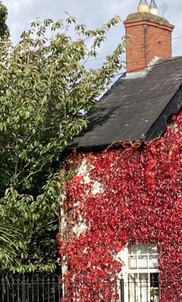 The gable end of a house covered in rich red leaves Virginia creeper. There is one tall window and green leafy tees and shrubs to the left. The sun in shining on the house
