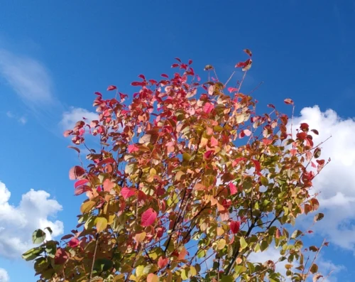blick nach oben in eine herbstbunte Baumkrone, dahinter blauer Himmel mit ein paar Wölkchen