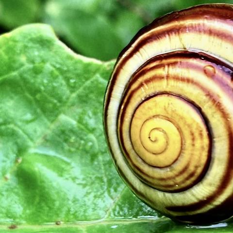 A Snail I found in the garden this morning. Very pretty. My computer believes this is a White-Lipped Snail