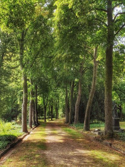 Ein Weg im Schatten von Bäumen, die ihn links und rechts begrenzen.