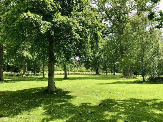 A sunlit grassy area in Gordon, Scotland, is surrounded by tall, leafy trees casting broad shadows across the lawn. The open space is well maintained, with scattered leaves on the ground and a clear view toward a distant wooden fence that separates the lawn from more wooded areas beyond. The trees vary in size, with some having thick trunks and dense canopies, while others are slimmer and lighter in foliage. Sunlight filters through the branches, creating a mix of bright green patches and shaded areas across the ground. The scene is calm and open, with a sense of quiet seclusion provided by the surrounding tree line.