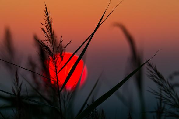 Rote Sonne am Morgenhimmel hinter dunklen Schilfhalmen im Vordergrund