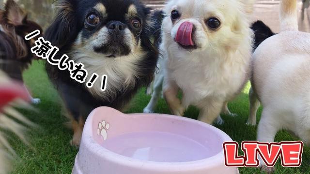 【Live】秋晴れで涼しいからチワワたちとお庭雑談【ブリーダー】