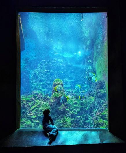 A captivating photograph of a large aquarium tank, viewed from a darkened room. The tank is filled with vibrant blue water, illuminated to highlight the underwater scene. Coral formations and rocky structures dominate the centre, surrounded by a variety of tropical fish with bright yellow and blue markings. In the foreground, a child is crouched down, intently observing the aquatic life. The child is silhouetted against the glowing blue backdrop, creating a sense of wonder and curiosity. The overall atmosphere is immersive, evoking the feeling of exploring an underwater world.