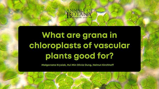 What are grana in chloroplasts of vascular plants good for?