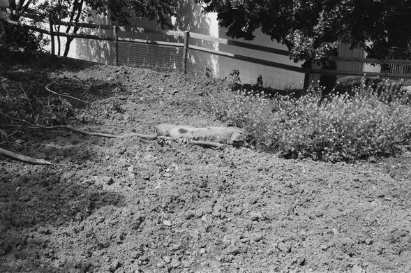 Zwei Schweine freuen sich über die Sonne und genießen den Duft der blühenden Gräser. Mittagspause im lebendigen Museumsdorf von Niedersulz im Weinviertel.