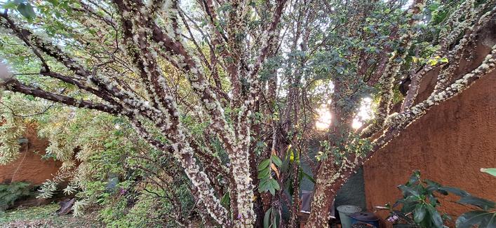 Foto de uma jabuticabeira em plena floração. Seus troncos e galhos estão repletos de pequenas flores, como que buquês brancos. Em alguns galhos ainda há botões por abrir. Por entre os galhos é possível ver a luz do sol, começando a brilhar. A árvore está em um quintal. Atrás dela é possível ver uma pleomele.
