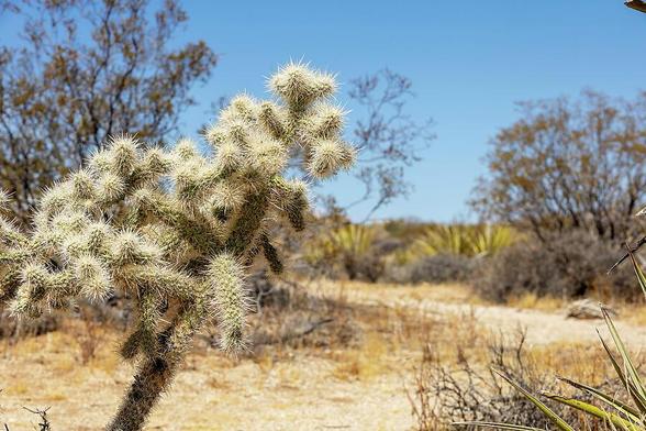 A close-up of a Cholla cactus in the desert landscape of Joshua Tree National Park, California, surrounded by arid shrubs and clear blue skies.