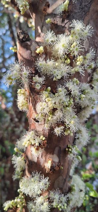 Tronco de jabuticabeira com botões ainda por abrir mesclados com flores já abertas. As flores parecem pequenos buquês ou fogos de artifício brancos, explodindo direto do tronco.