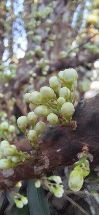 Foto em close up de botões de flor de jabuticabeira, em tons de branco esverdeados, agarrados ao tronco da árvore.