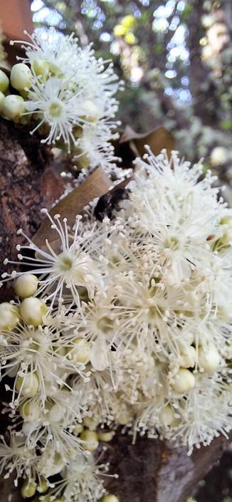 Foto em close up de flor de jabuticabeira, em tons de branco esverdeados, agarrados ao tronco da árvore. Andando sobre as flores, há um inseto polinizador, talvez uma abelha nativa.