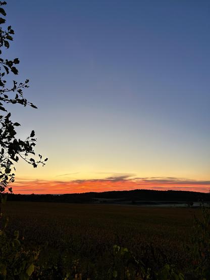 Except for a few streaky clouds on the horizon, the sky is clear and getting bluer. The sun will be up in a while, so the clouds on the horizon are pink and orangey. In the background, the trees on the hills look dark, the pastures this side of them have a bit of dew or ground fog where the horses are grazing. The cornfield in the mid ground is getting yellow, and the leaves are dying as the crop matures. In the foreground, I see shrubs all getting brighter as the sun comes up.