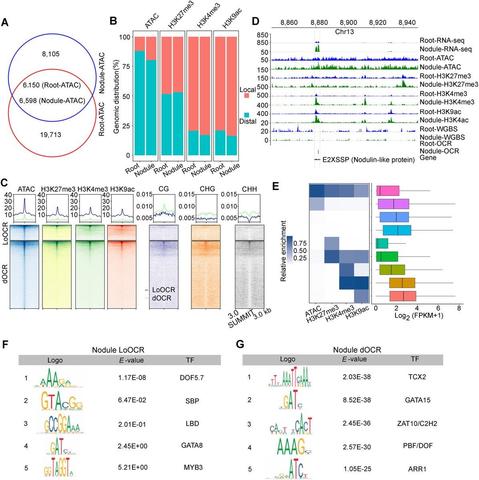 Characterization of OCRs and epigenome markers in peanut roots and nodules.