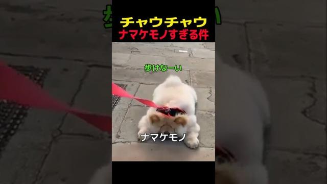 チャウチャウ ナマケモノすぎる件　#チャウチャウ #笑える #癒し #犬のいる生活 #犬のいる暮らし #犬好きさんと繋がりたい #元気になる動画