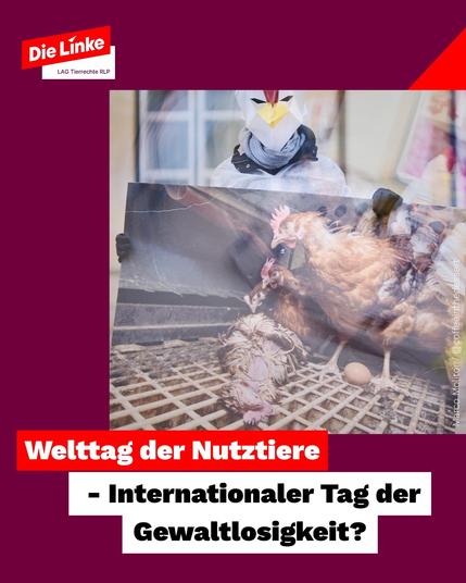 Auf dem Sharepic ist eine Person in einer Papier-Hühnermaske zu sehen, welche ein Plakat vor sich hält. Darauf zu sehen sind vier braune Hühner, die auf einem Gitterrost stehen - eines davon liegt allerdings, vmtl tot, auf dem Gitter.
Die Überschrift unter dem Bild liest:
"Welttag der Nutziere - Internationaler Tag der Gewaltlosigkeit?"