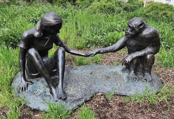 Original photo description: "This is a photo of a sculpture of Jane Goodall and David Greybeard outside the Field Museum in Chicago", by Geary, 2023, 
https://creativecommons.org/publicdomain/zero/1.0/deed.en

The sculpture symbolizes according to my impression that Jane Goodall did more than "only" contributing to the scientific knowledge about chimpanzees, but also taught us to understand them as very human like beings.